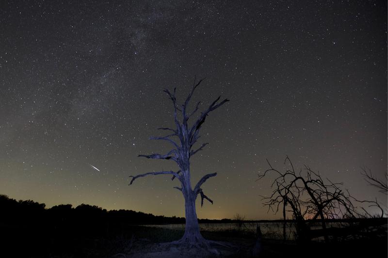 wishing-tree